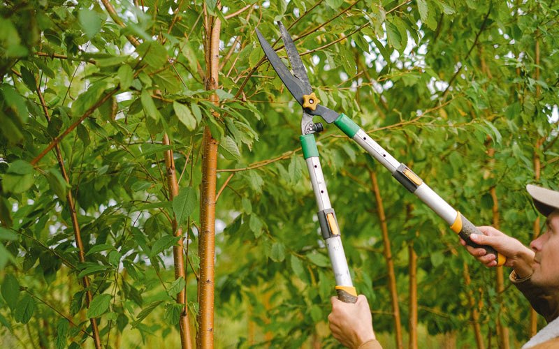 Tree trimming in Kimberly, OR